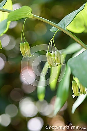 Hairy Solomons seal, Polygonatum pubescens bell-shaped flowers in pale yellowish green Stock Photo